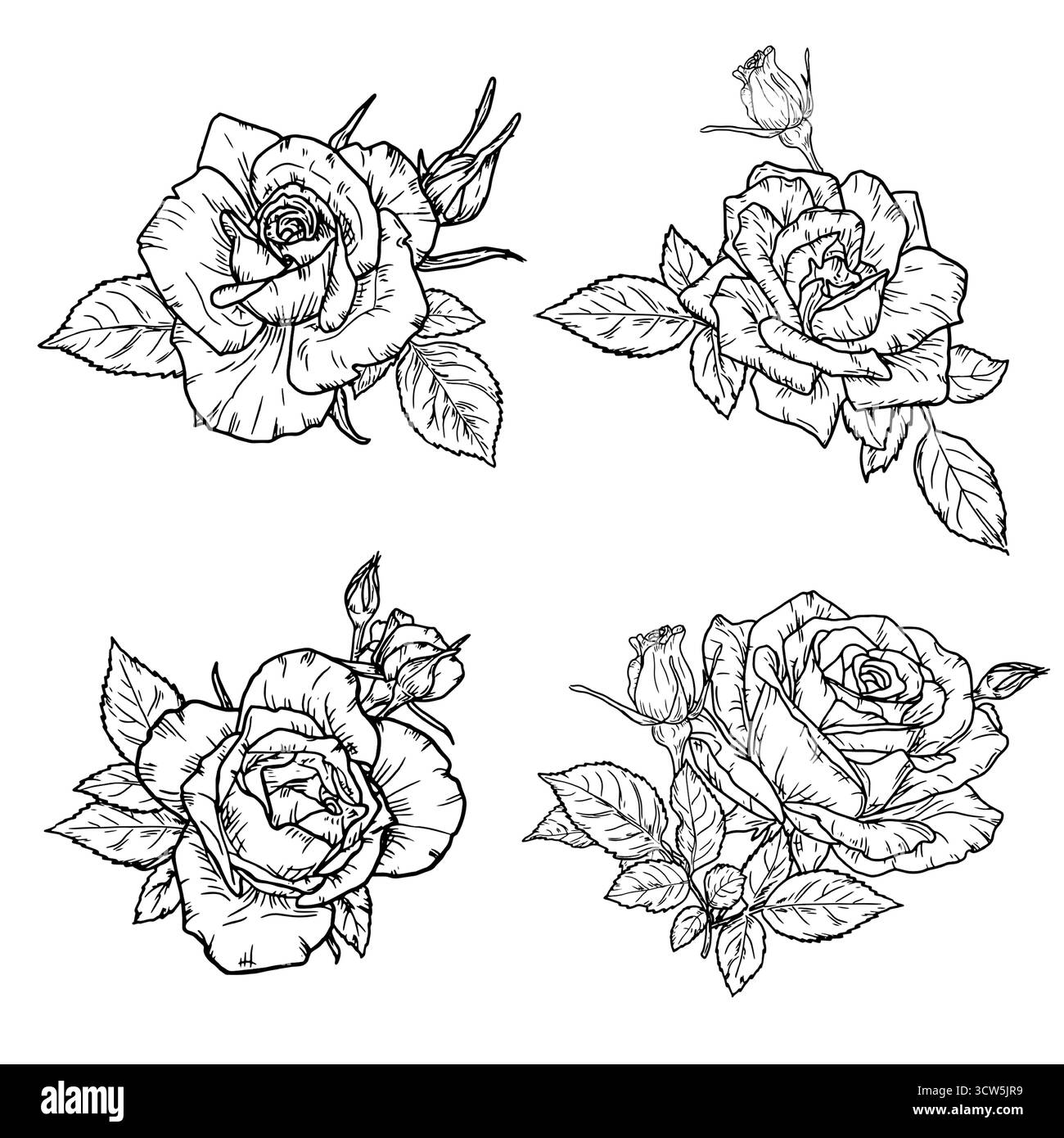 Una rosa con un bocciolo e foglie, un fiore da giardino, schizzo. Illustrazione vettoriale. Un set di fiori con delicati petali, isolati su sfondo bianco. Per Illustrazione Vettoriale