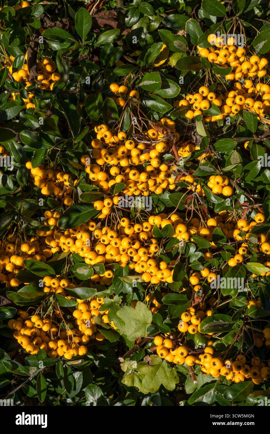 Cespuglio di Cotoneaster Franchetii Foto Stock