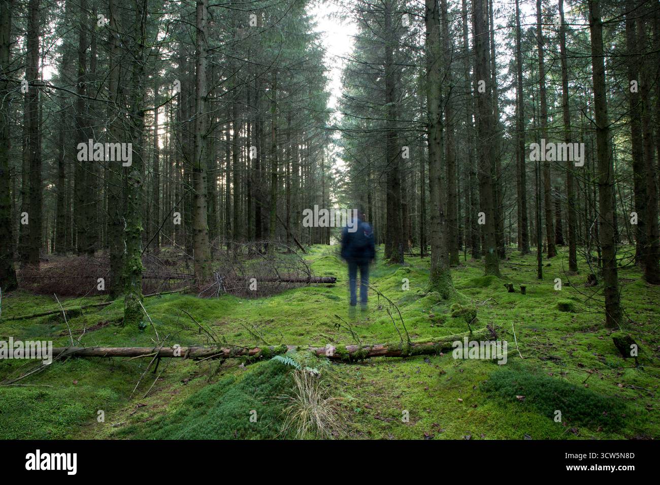 uomo sfocato che cammina attraverso la pineta coperta di muschio in autunno, un momento tranquillo di pace e armonia Foto Stock