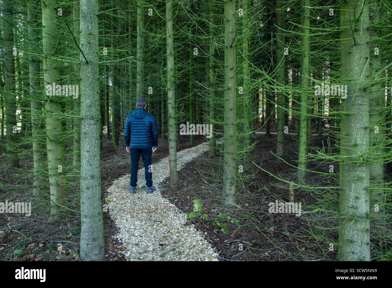 Uomo da solo in piedi sul sentiero all'interno della pineta vista sul retro, quale strada dovrei scegliere, carriera e scelta di vita personale significato Foto Stock