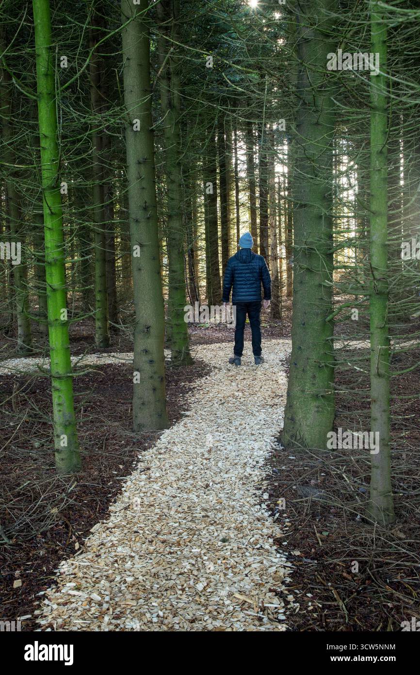 Uomo da solo in piedi sul sentiero all'interno della pineta vista sul retro, quale strada dovrei scegliere, carriera e scelta di vita personale significato Foto Stock