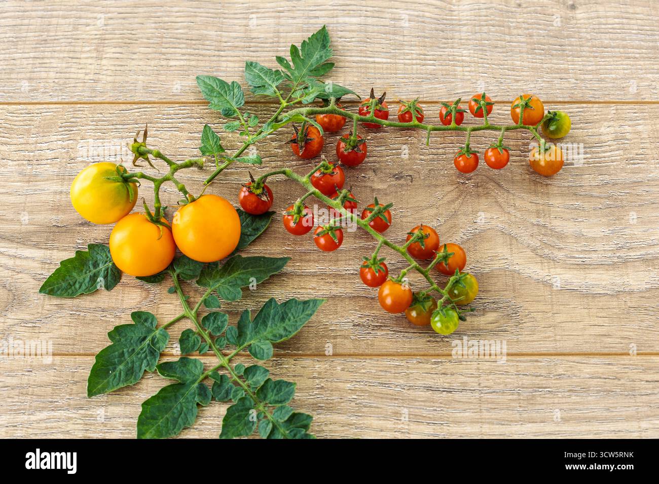 Appena raccolti pomodori gialli e grappoli di pomodori ciliegini con foglie verdi sui pannelli di legno. Solo verdure raccolte. Vista dall'alto. Foto Stock
