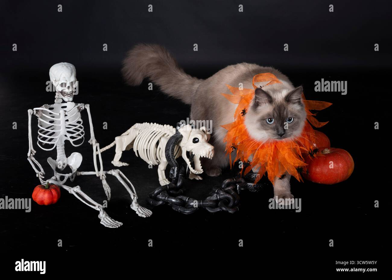 gatto siberiano e halloween davanti allo sfondo nero Foto Stock