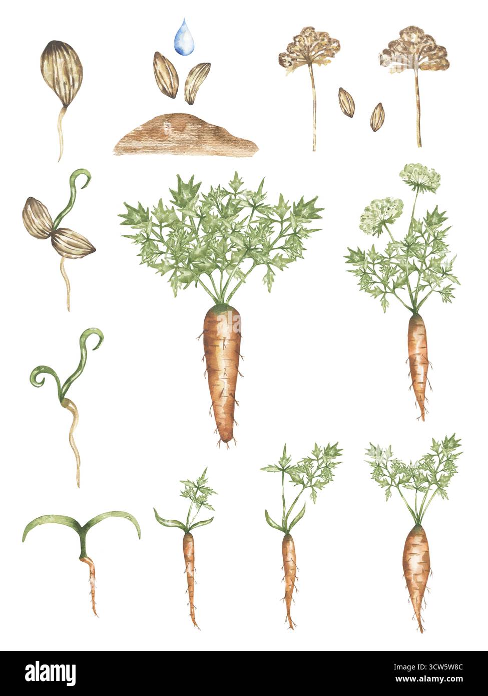 Illustrazione del ciclo di vita delle carote acquerelli, poster delle fasi di crescita delle carote, stampa didattica Foto Stock