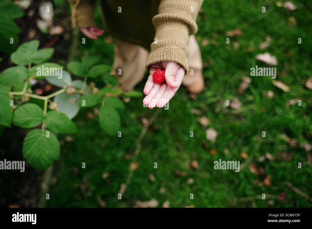 Bambino in maglione che raccoglie i lamponi dal cespuglio verde Foto Stock