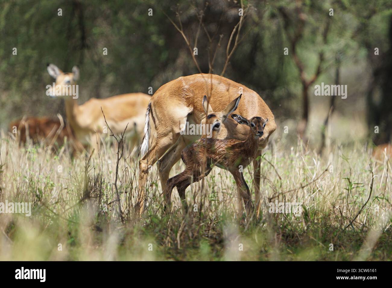 Gazzella che partorisce in natura Foto Stock