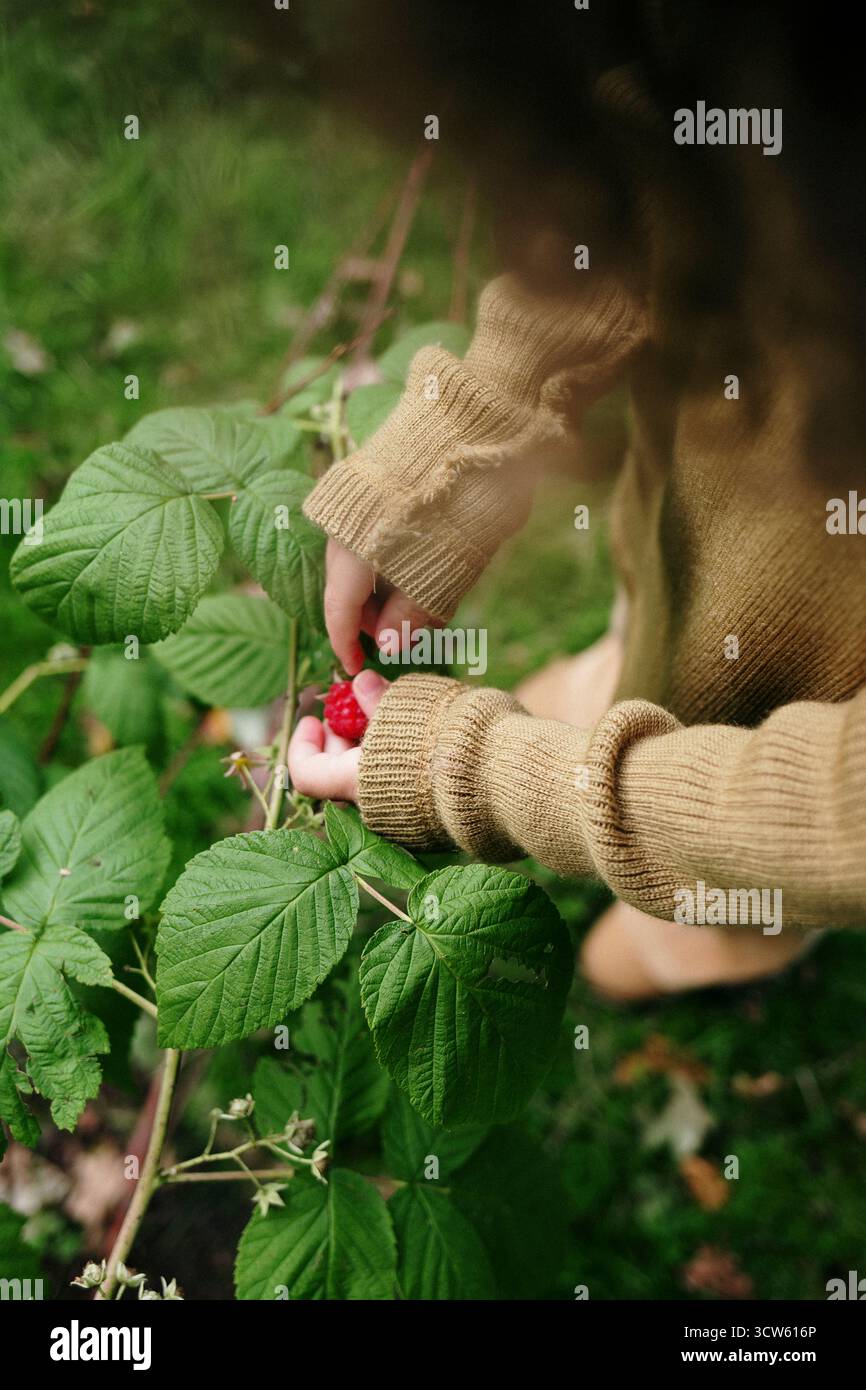 Bambino in maglione che raccoglie i lamponi dal cespuglio verde Foto Stock
