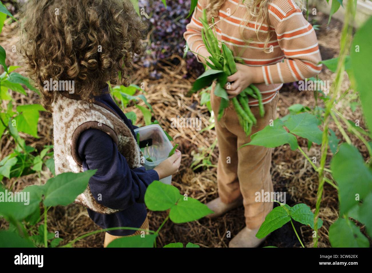Bambini che raccolgono fagioli verdi in una serra da giardino Foto Stock