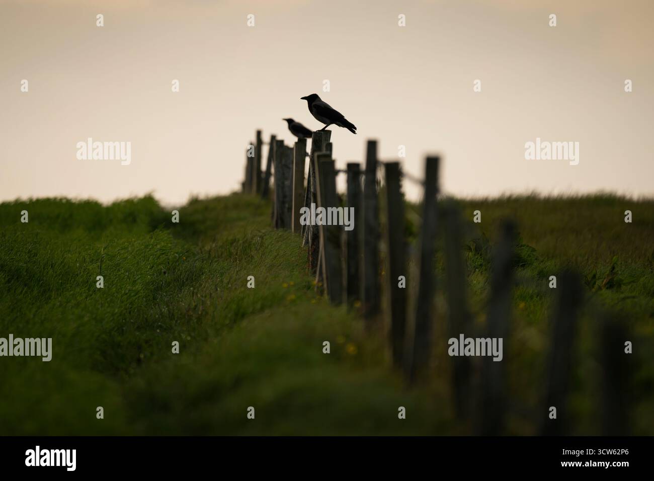 Un paio di corvi incappucciati sulla recinzione, Westray, Isole Orcadi, Scozia Foto Stock