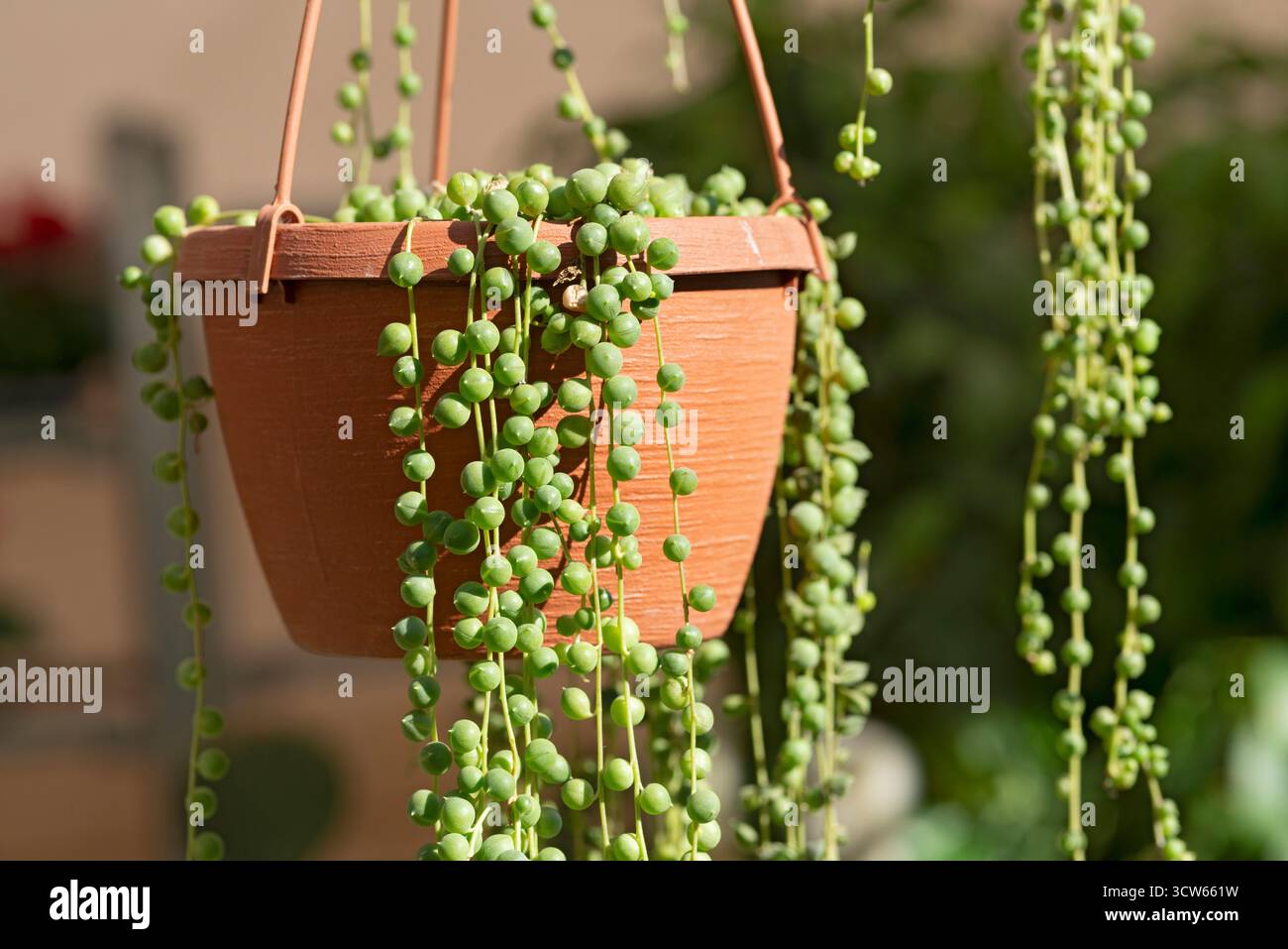 String of Pearls Plant, Senecio Rowleyanus succulento Foto Stock