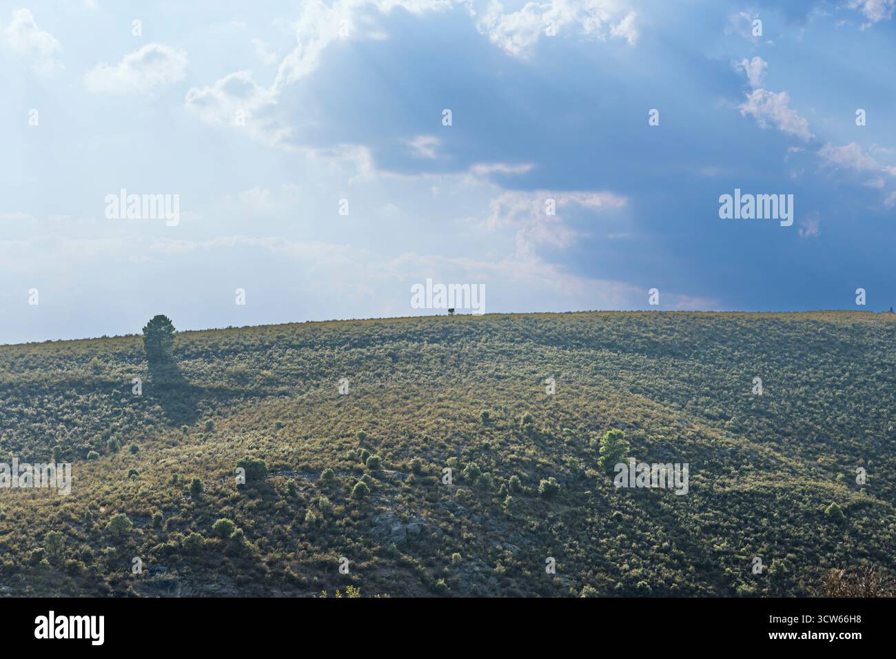 Modelli di luce e ombra compressi artificialmente per creare un ritmo visivo in una fitta foresta Foto Stock
