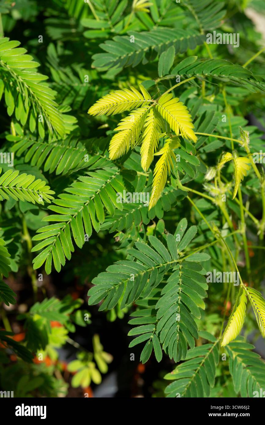 Impianto sensibile, Mimosa Pudica Foto Stock