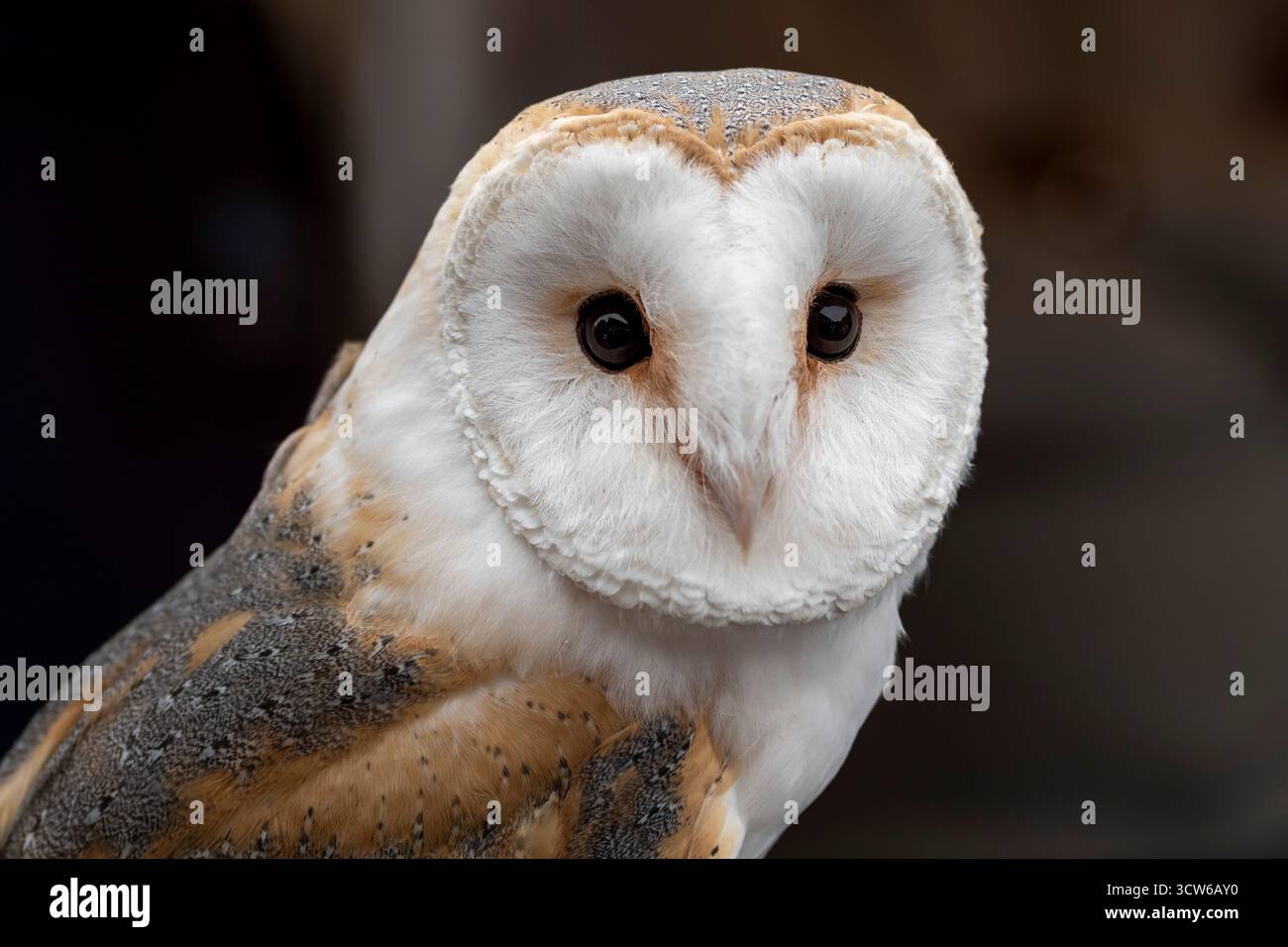 Ritratto di Barn Owl su sfondo scuro Foto Stock