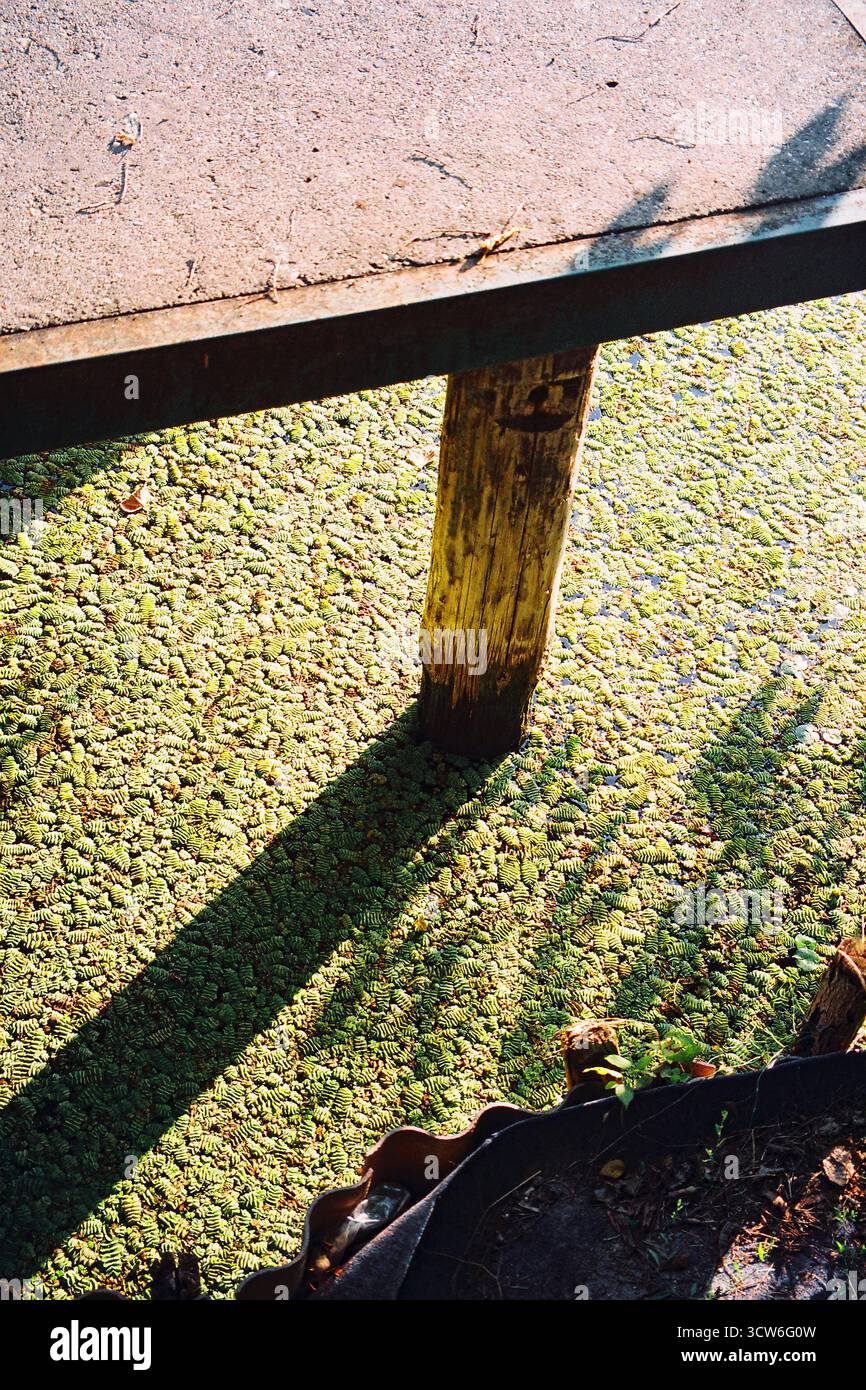Angolo del molo in cemento su palafitte in legno, circondato da piante. L'acqua sottostante è completamente coperta da fiori. Soleggiato e fermo. Girato su pellicola. Foto Stock