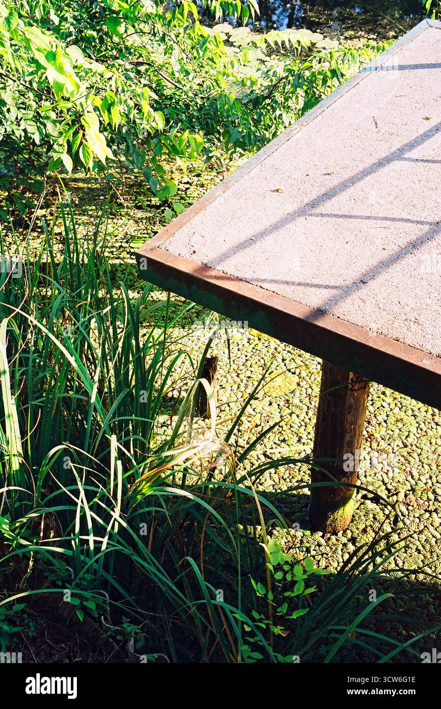 Angolo del molo in cemento su palafitte in legno, circondato da piante. L'acqua sottostante è completamente coperta da fiori. Soleggiato e fermo. Girato su pellicola. Foto Stock