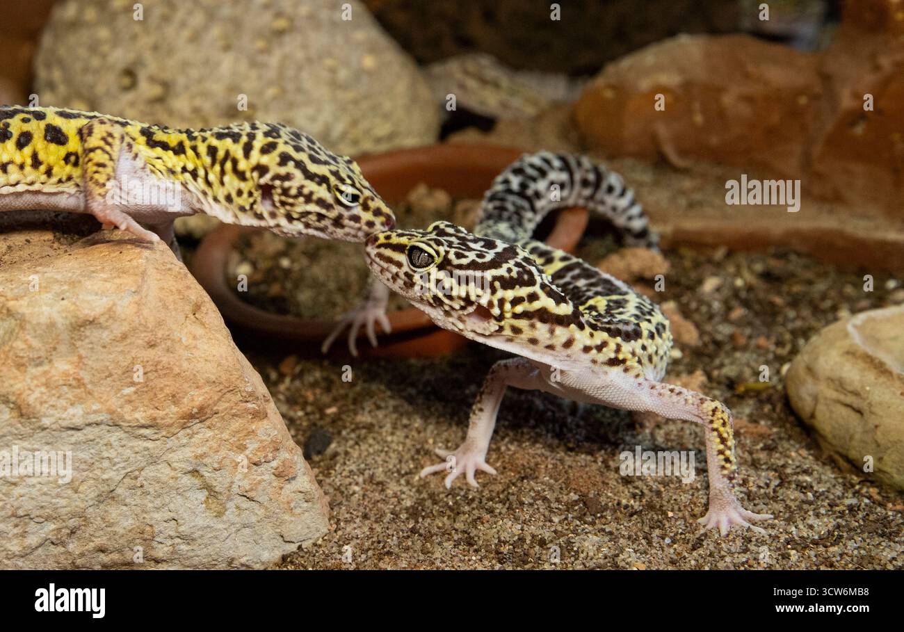 Esotico geco leopardo rettile con pelle macchiata gialla Foto Stock