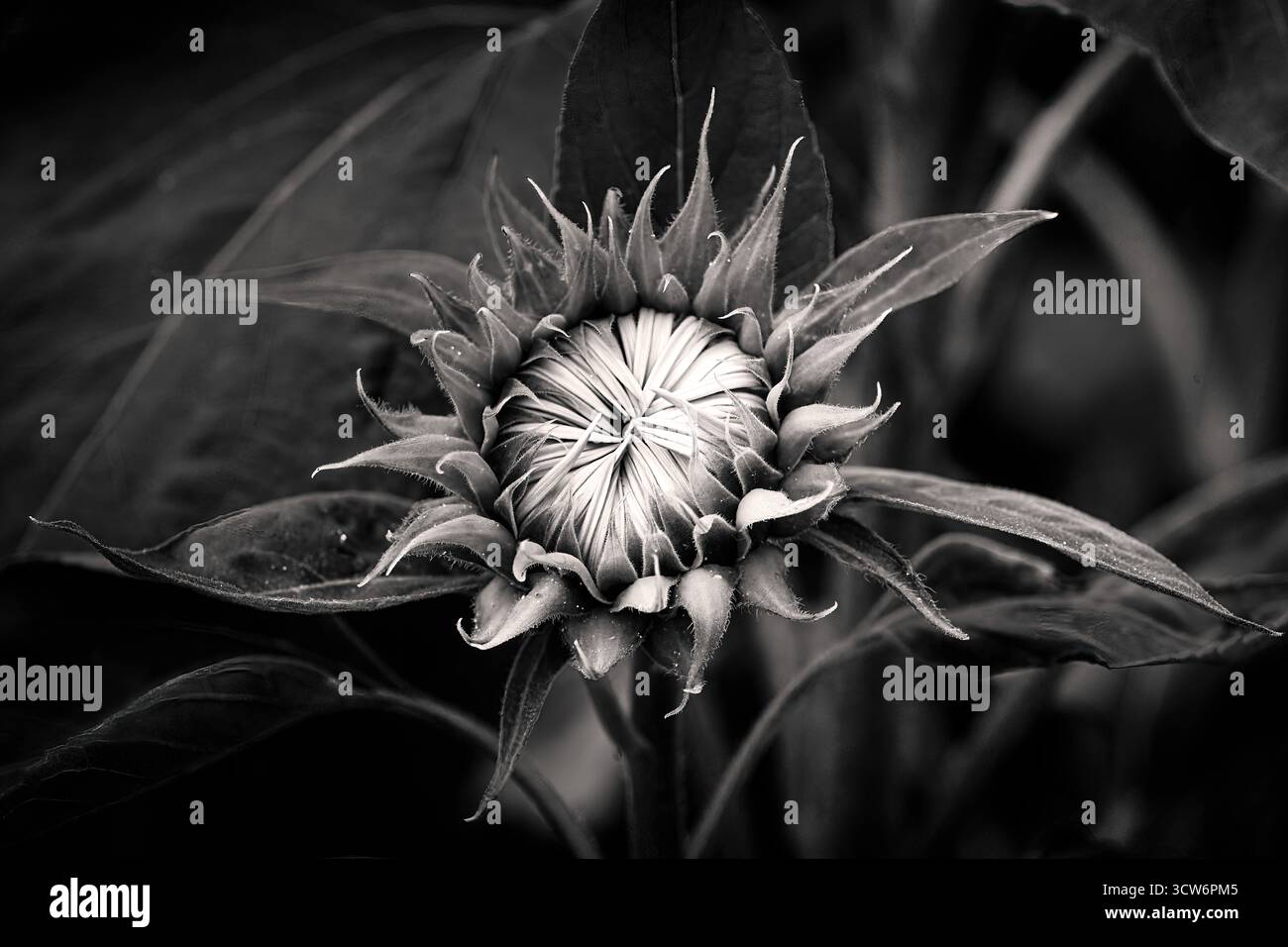 Bocciolo chiuso di girasole in B&W Foto Stock
