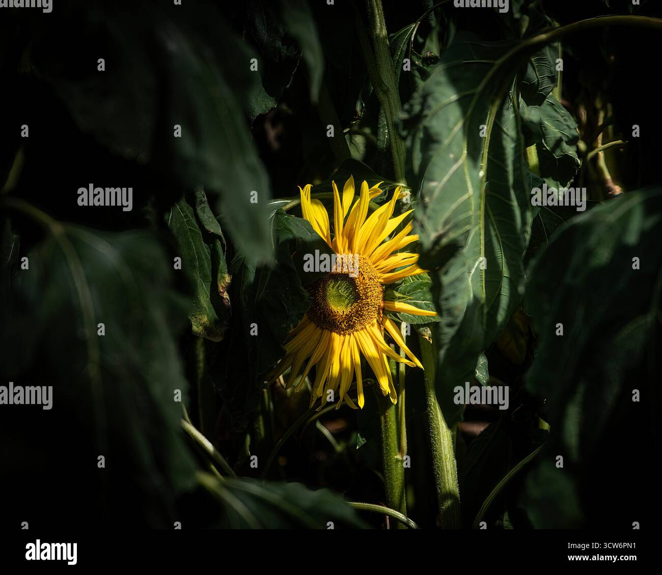 Baby Girasole che sbircia attraverso le foglie Foto Stock