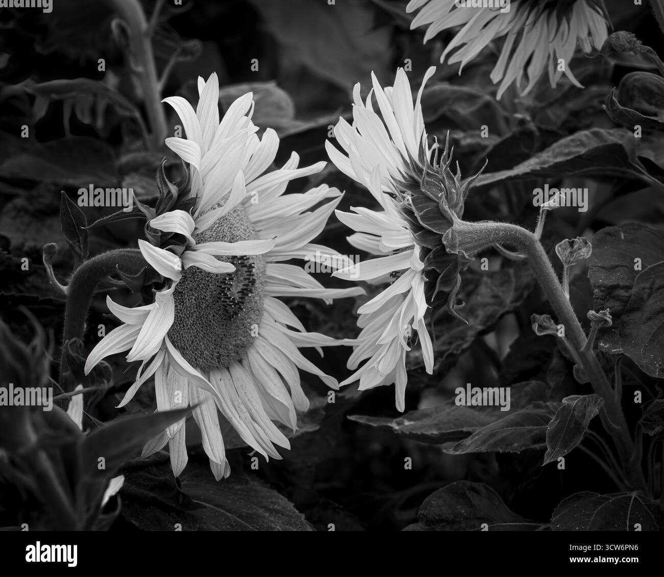 Girasole testa a testa in BW Foto Stock