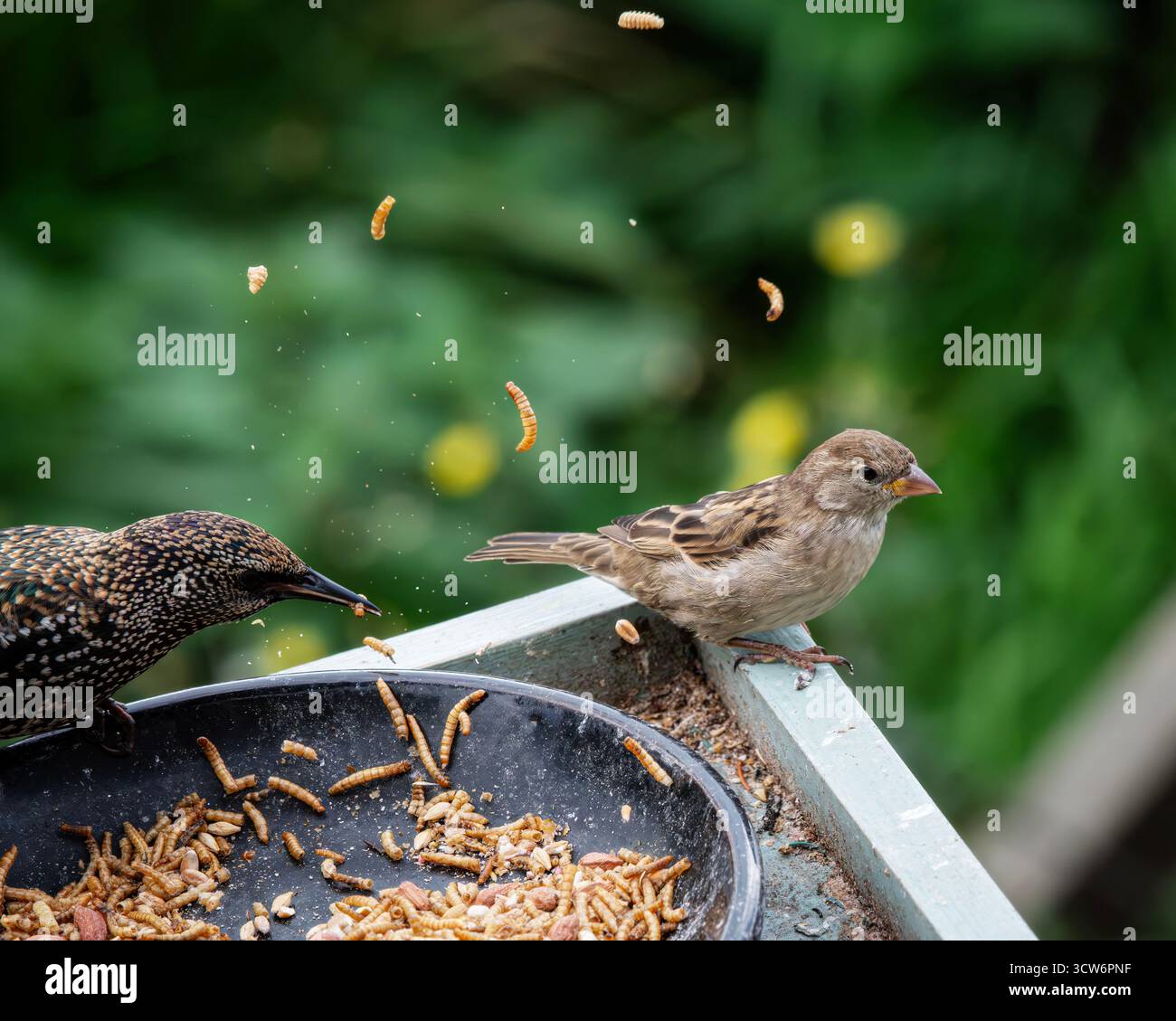 Sparrow e Starling combattono il cibo Foto Stock