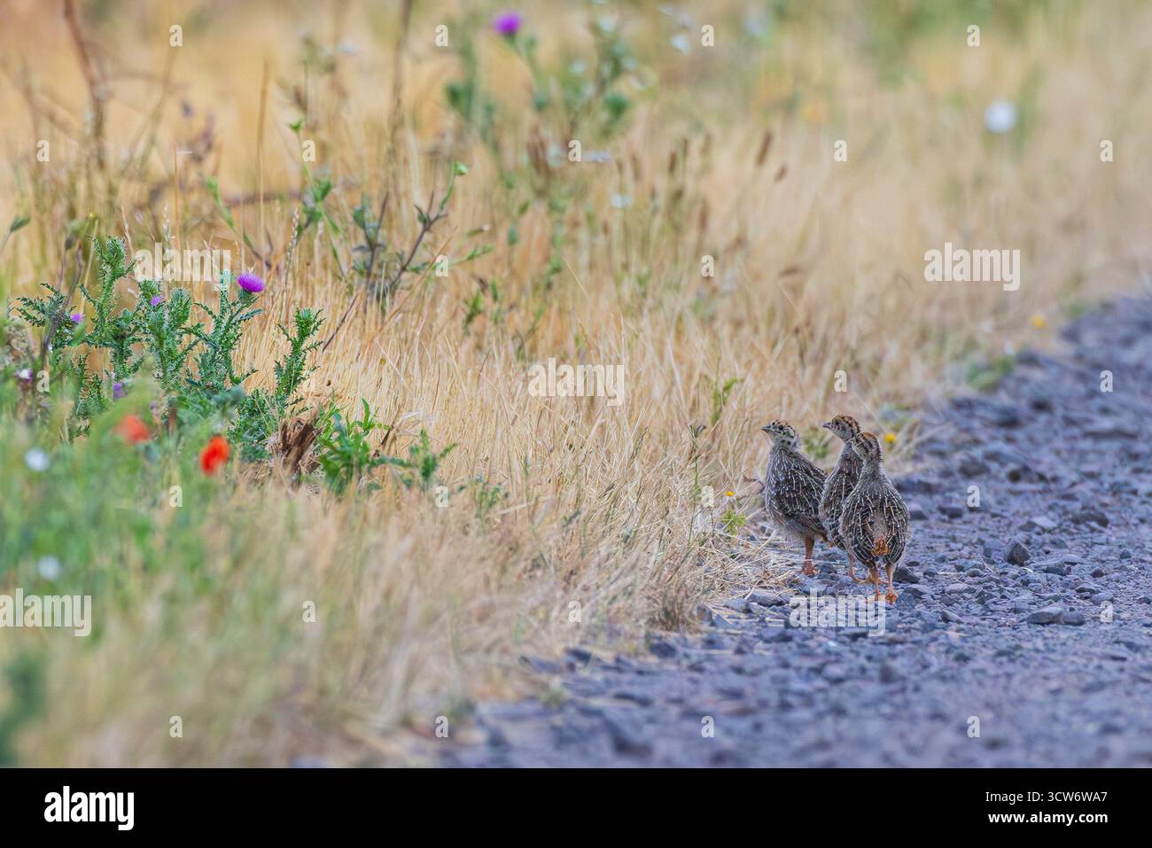 Partridge grigio (Perdix perdix) diverse nascenti su strada di ghiaia accanto al margine del campo di fiori selvatici in fiore nei terreni agricoli, Assia, Germania Foto Stock