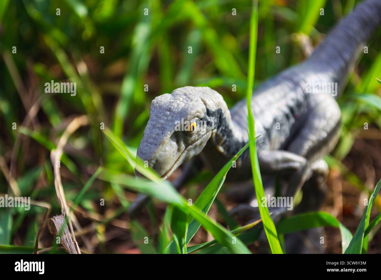 Dinosauro Velociraptor nel mezzo di una lussureggiante erba verde Foto Stock