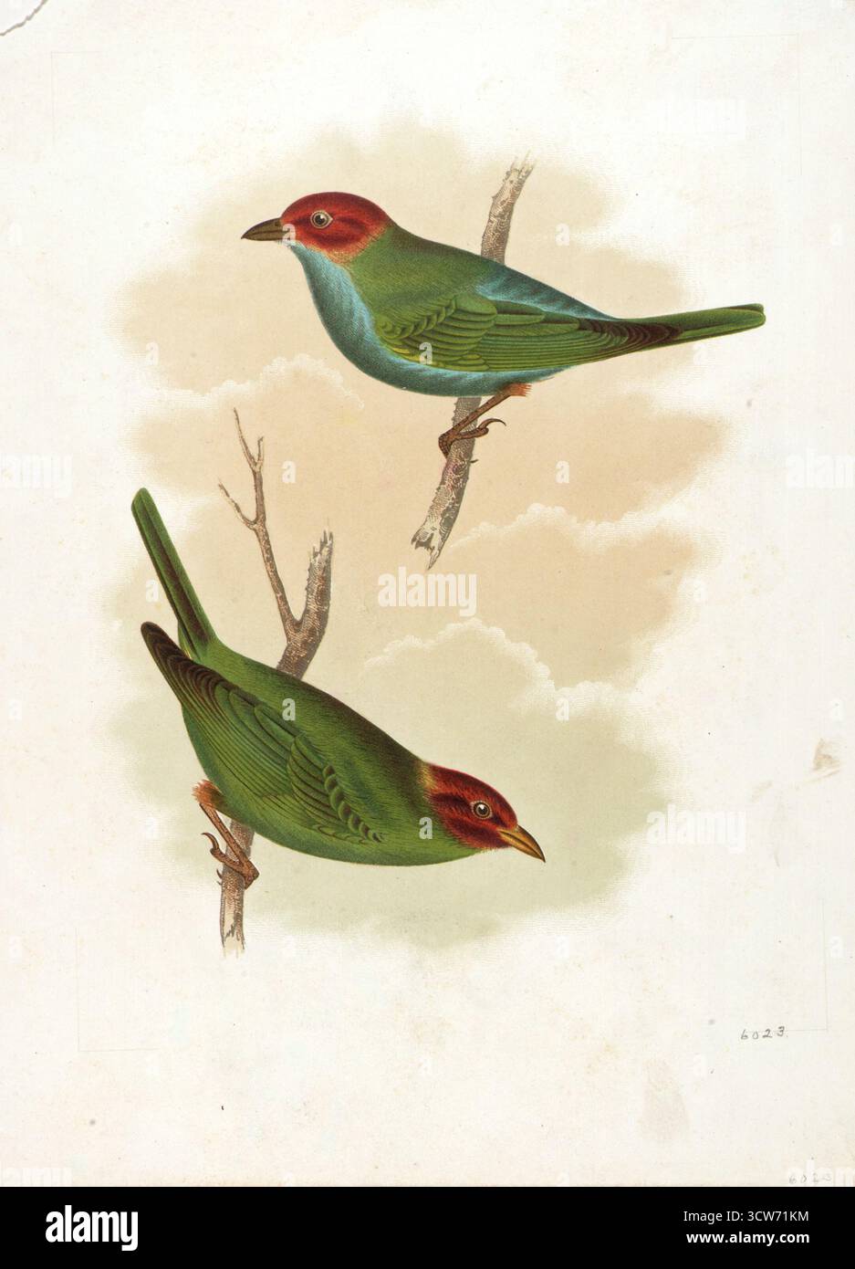 Litografia storica a colori di Sinclair e Dreser raffigurante due uccelli sui rami, illustrazione a tavoletta del libro del XIX secolo. Foto Stock