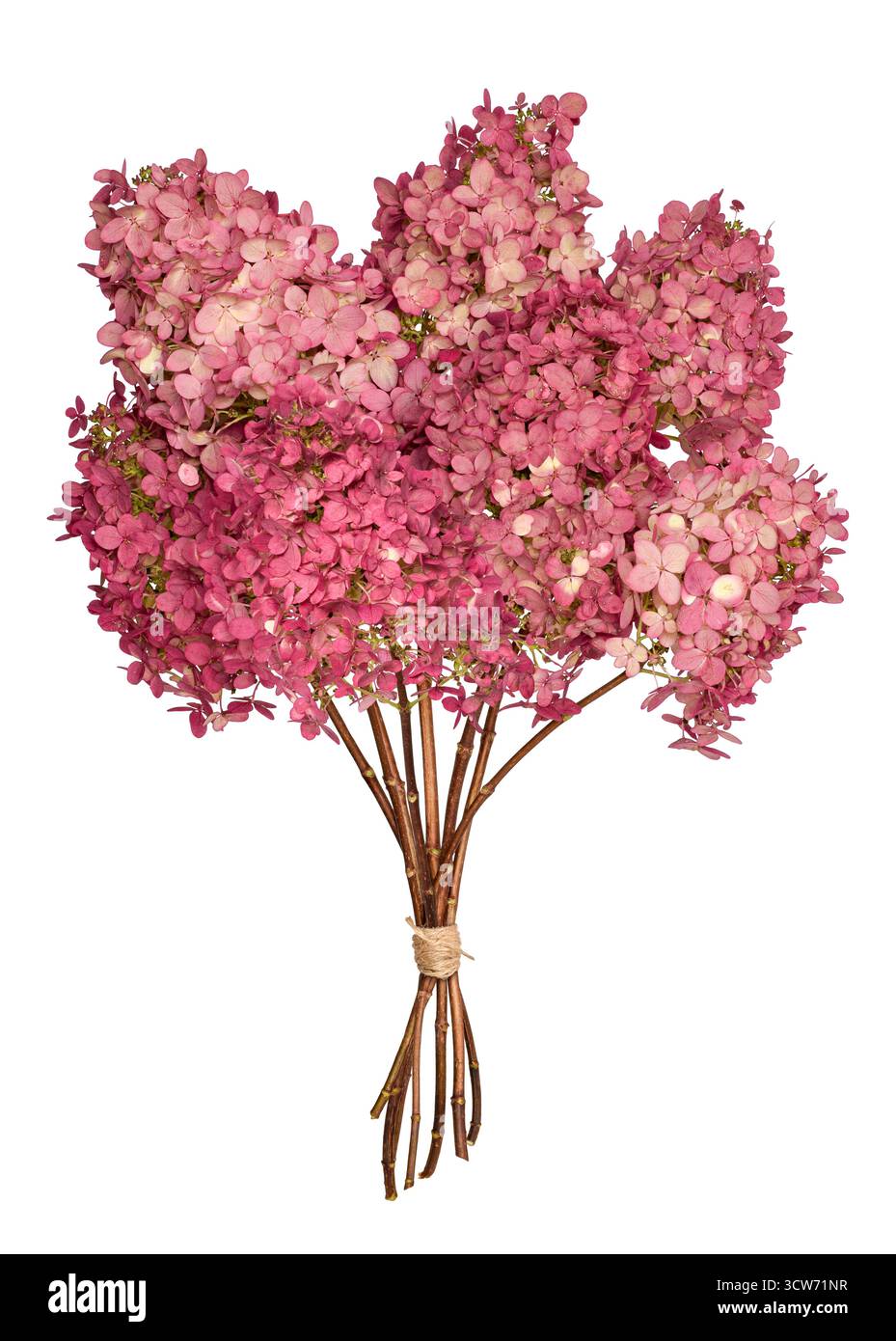 Bouquet di fiori di ortensia rosa tagliato e isolato su sfondo bianco Foto Stock