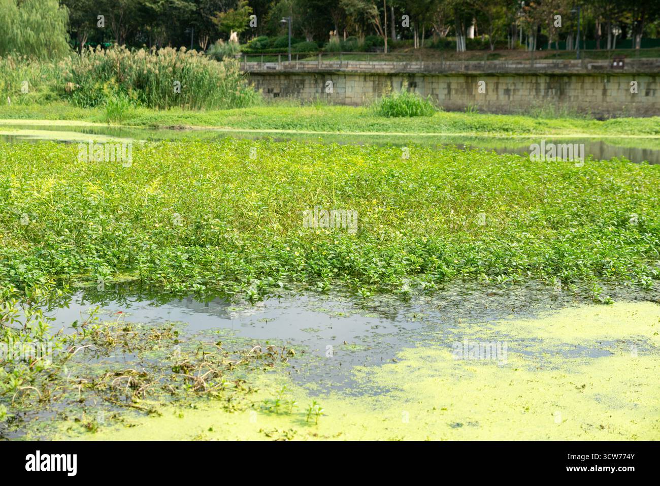 Piante acquatiche nei fiumi urbani Foto Stock