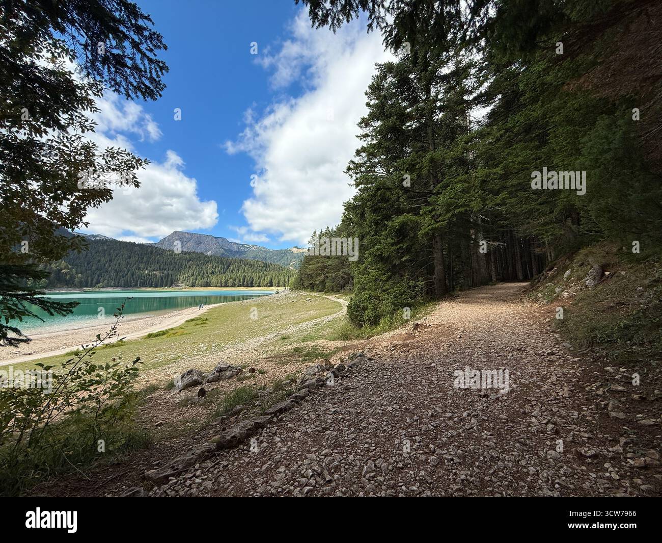 Sentiero attraverso i boschi del Lago Nero (Crno Jezero) Parco Nazionale Durmitor, Montenegro. - Immagine stock catturata con smartphone