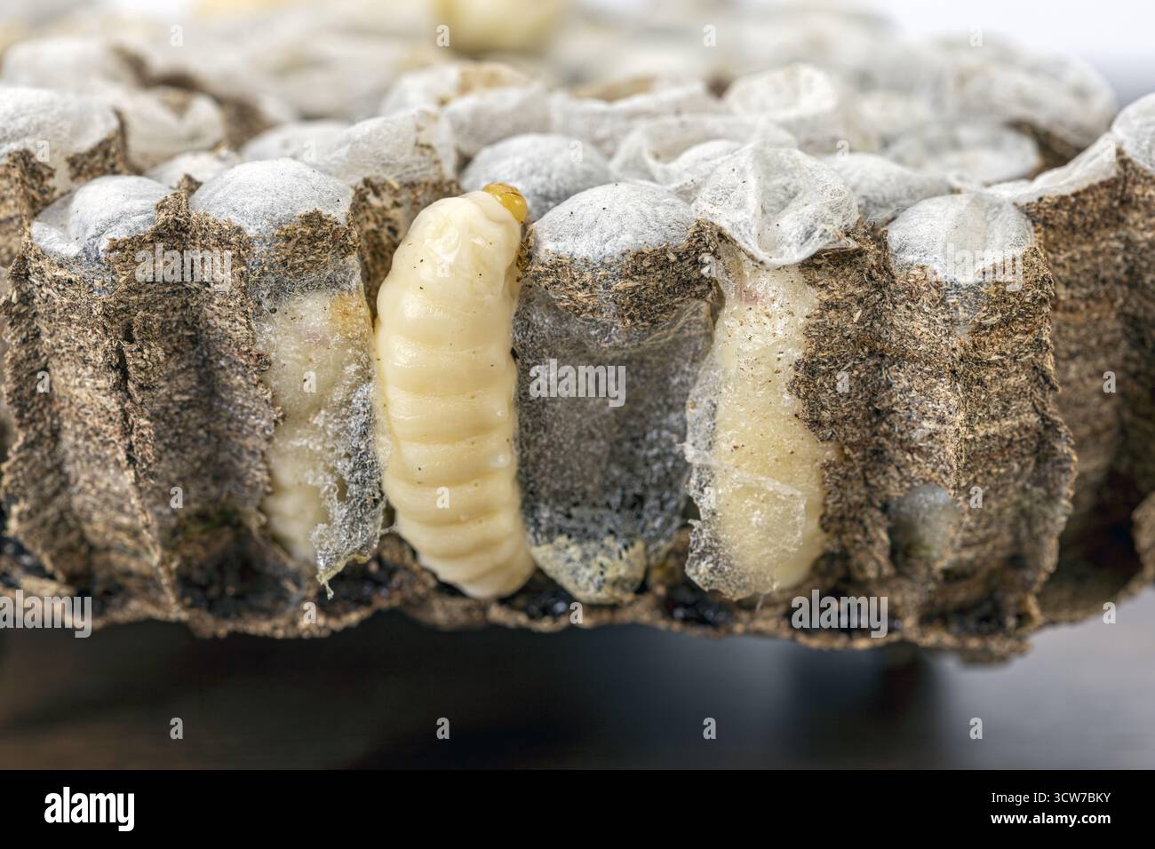 I nidi WASP con larve sono un ingrediente alimentare tradizionale molto apprezzato in Thailandia, apprezzato per il loro eccezionale contenuto proteico e per la ricca nutrizione, Foto Stock