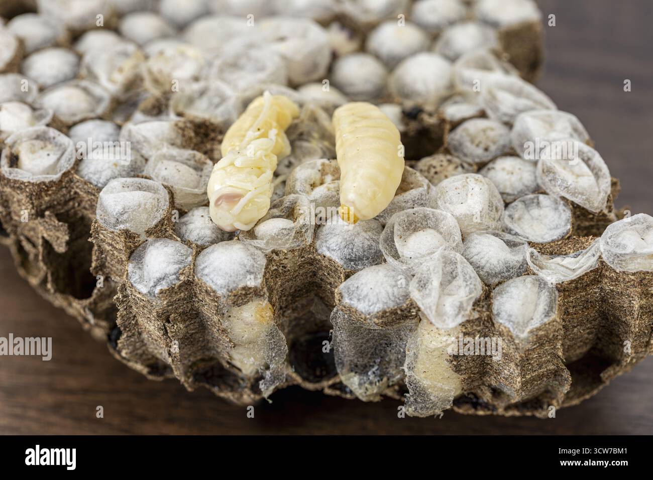 I nidi WASP con larve sono un ingrediente alimentare tradizionale molto apprezzato in Thailandia, apprezzato per il loro eccezionale contenuto proteico e per la ricca nutrizione, Foto Stock