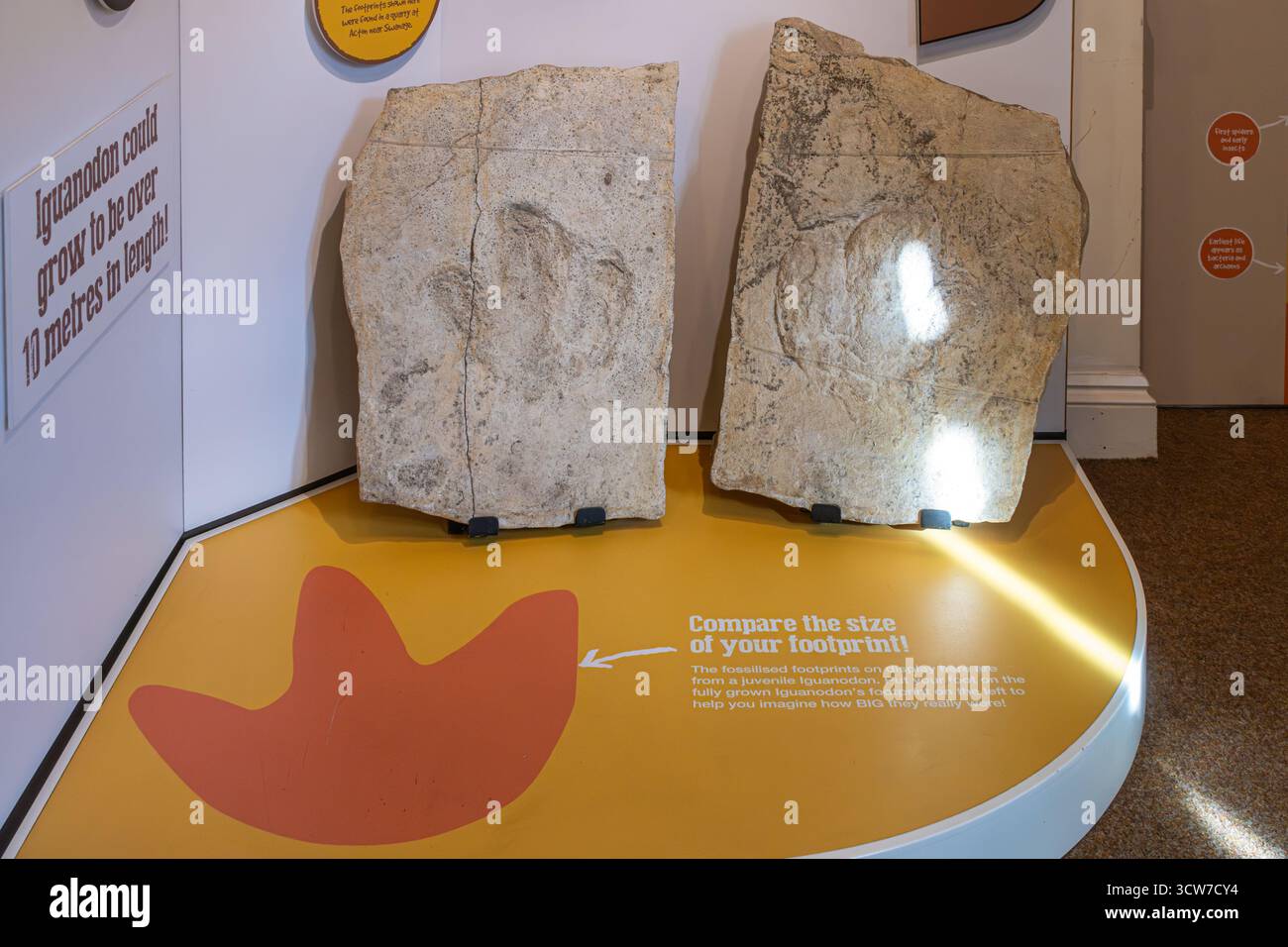 Wareham Town Museum, Dorset, Inghilterra, Regno Unito. Mostra di impronte fossili di dinosauro di un iguanodon Foto Stock