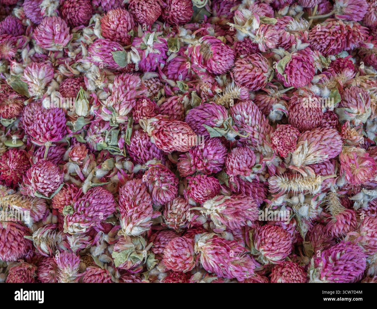 Vista ravvicinata dei colorati fiori di amaranto rosa viola secchi, noti anche come gomphrena globosa, utilizzati per il tè alle erbe nel mercato dell'Uzbekistan Foto Stock