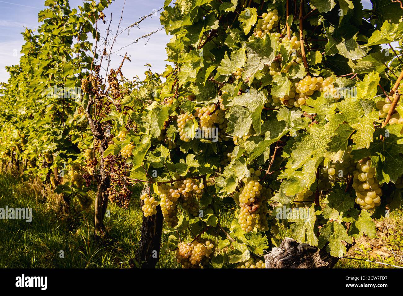 Le uve bianche sono appese in grappoli maturi delle viti durante la stagione della vendemmia in un vigneto della Mosella. La calda luce del sole mette in risalto la frutta lussureggiante, il ripido pendio Foto Stock