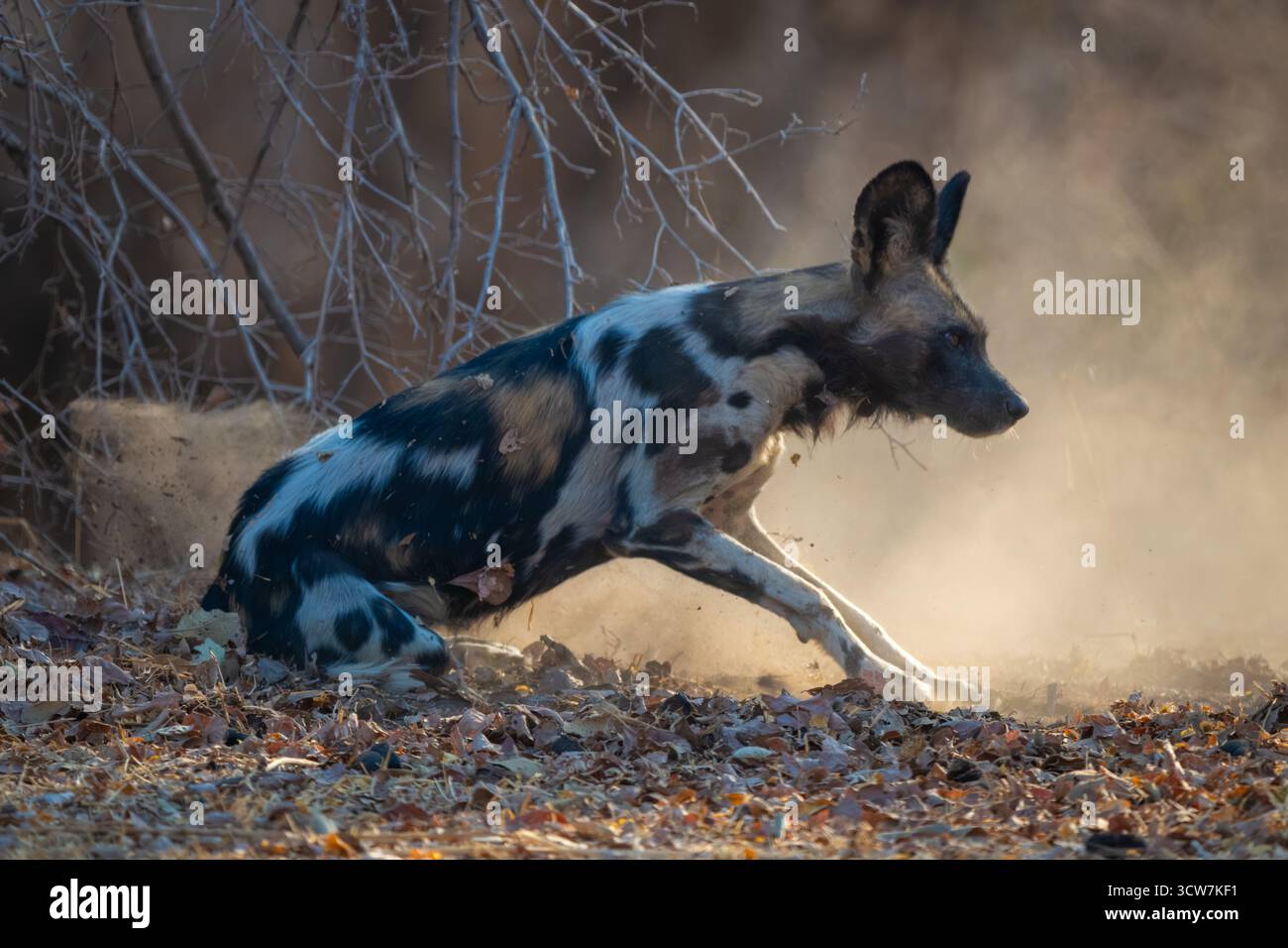 Il cane selvatico africano accovacciato su foglie secche Foto Stock