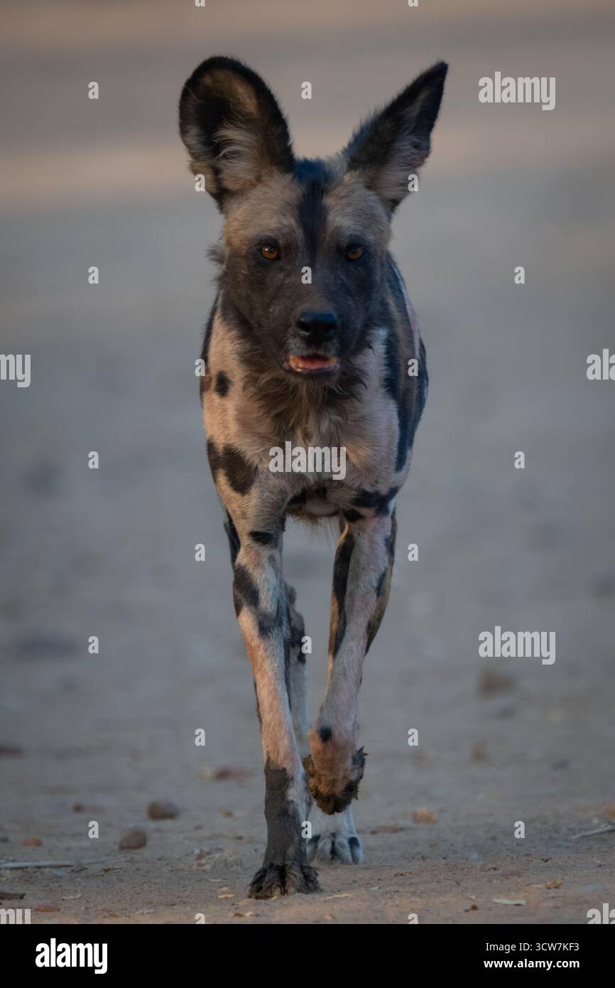Il cane selvatico africano si avvicina alla macchina fotografica sulla sabbia Foto Stock