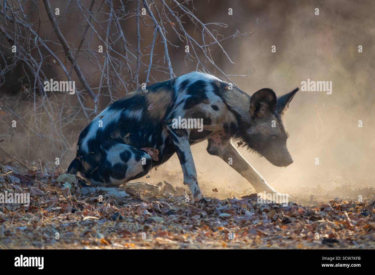 Il cane selvatico africano va a caccia di foglie secche Foto Stock