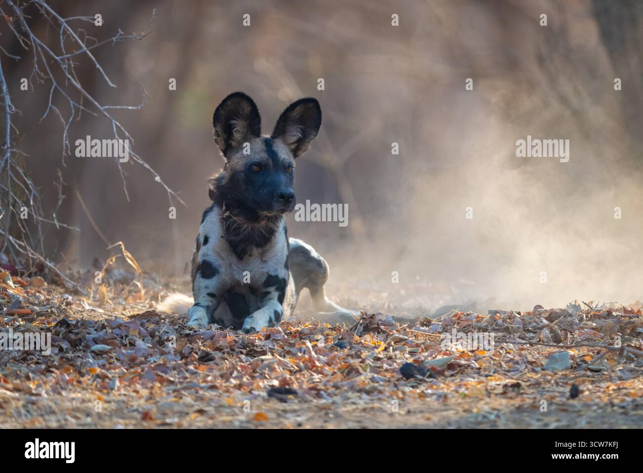 Il cane selvatico africano giace su foglie secche Foto Stock