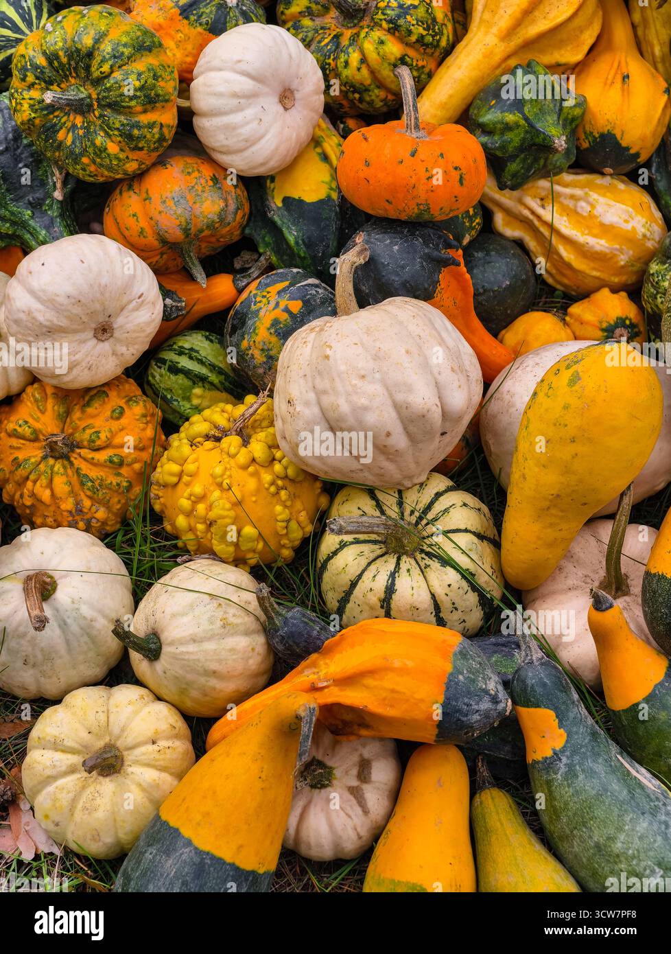 Zucche colorate zucche zucche varietà Collezione per raccolto autunnale esposizione Heirloom verdure fresche assortimento di prodotti agricoli biologici. Ultra HD Foto Stock