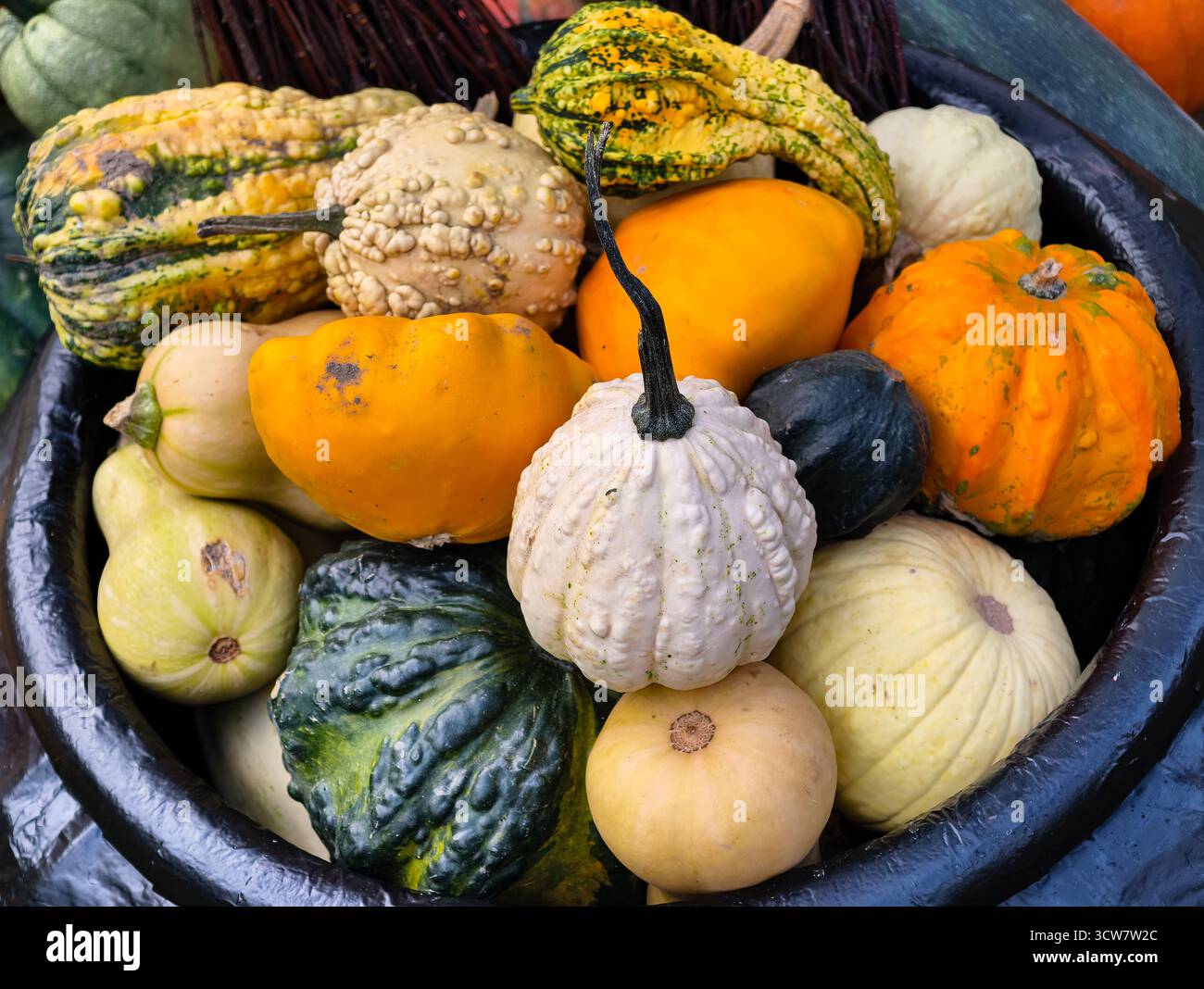 Zucche colorate zucche zucche varietà Collezione per raccolto autunnale esposizione Heirloom verdure fresche assortimento di prodotti agricoli biologici. Ultra HD Foto Stock