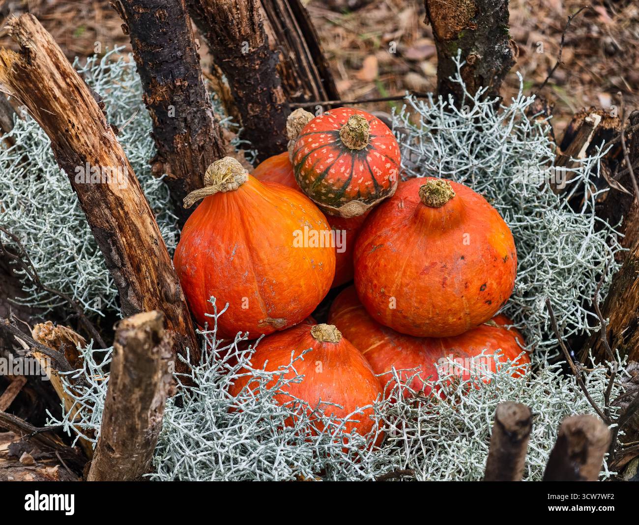 Zucche con muschio di Lichen su rami di legno rustico raccolta naturale di autunno della foresta Organic Farm produce Woodland Fall display. Risoluzione ultra alta. Foto Stock