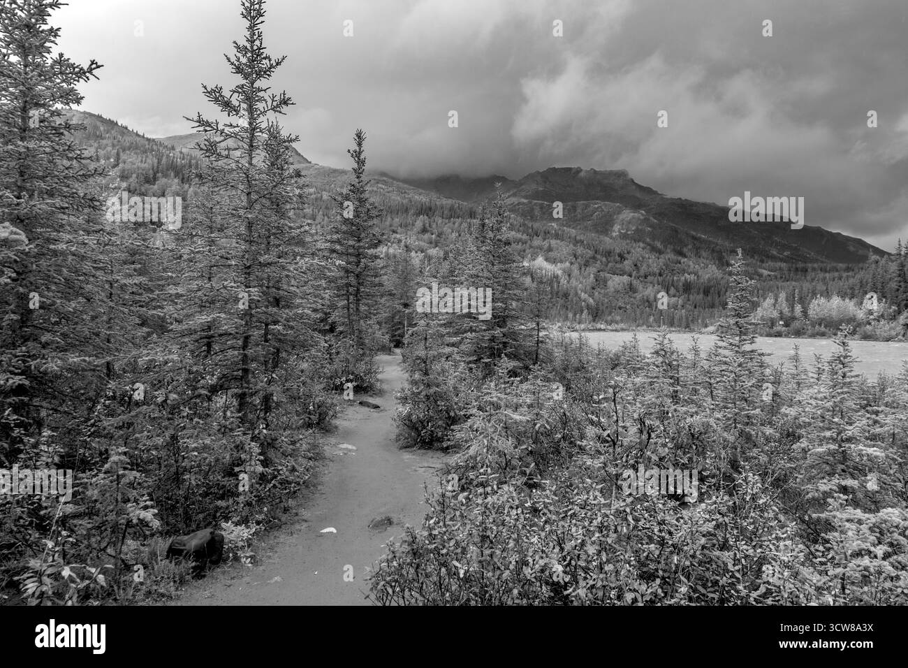 Horseshoe Lake Trail lungo il fiume Nenana, Denali National Park, Alaska, Stati Uniti Foto Stock