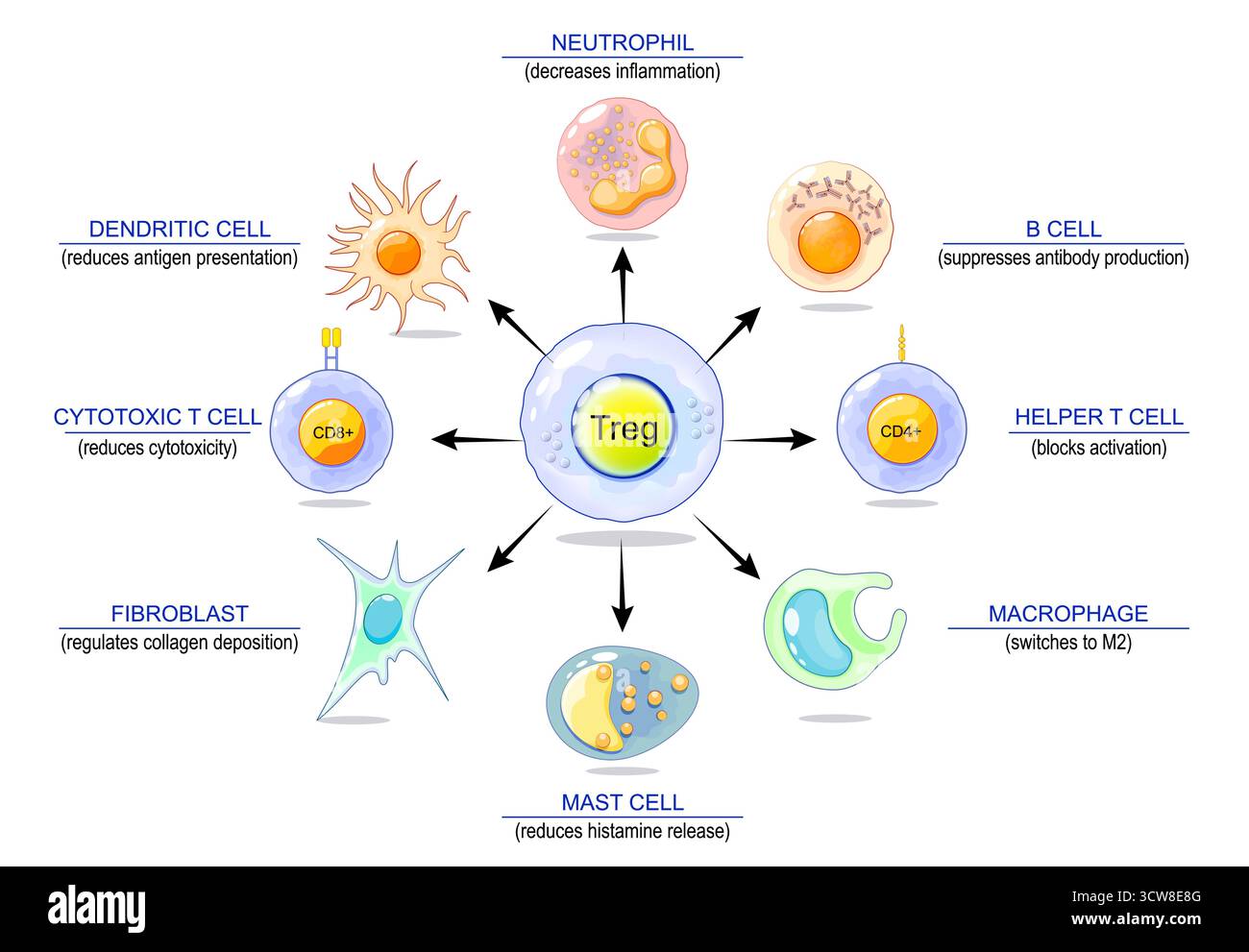 Funzione cella T di regolazione. Soppressore cellule T. Prevenire le malattie autoimmuni. Omeostasi immunitaria. Risposta immunitaria adattativa. Illustrazione vettoriale Illustrazione Vettoriale