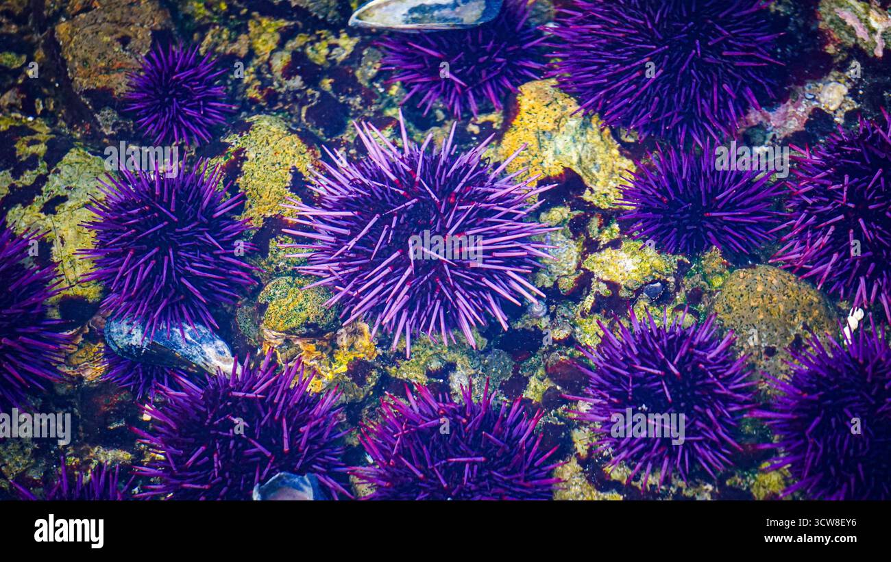 Una vista ravvicinata dei vivaci ricci di mare viola sott'acqua, raggruppati insieme su un fondale roccioso coperto di alghe e conchiglie. Foto Stock