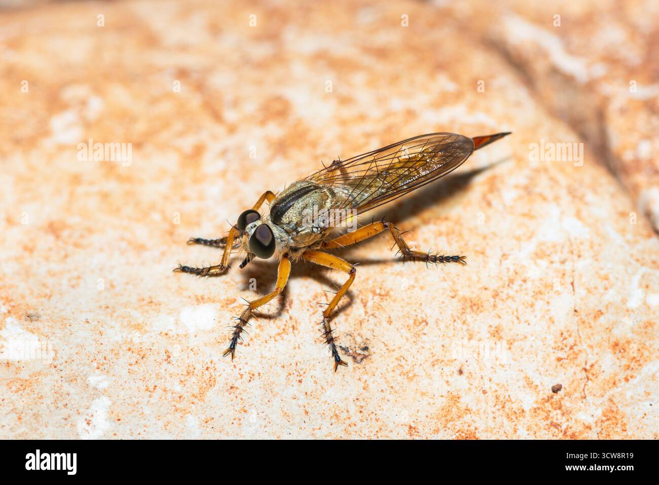 Vista ravvicinata su una mosca rapinatrice, genere neomochtherus Foto Stock