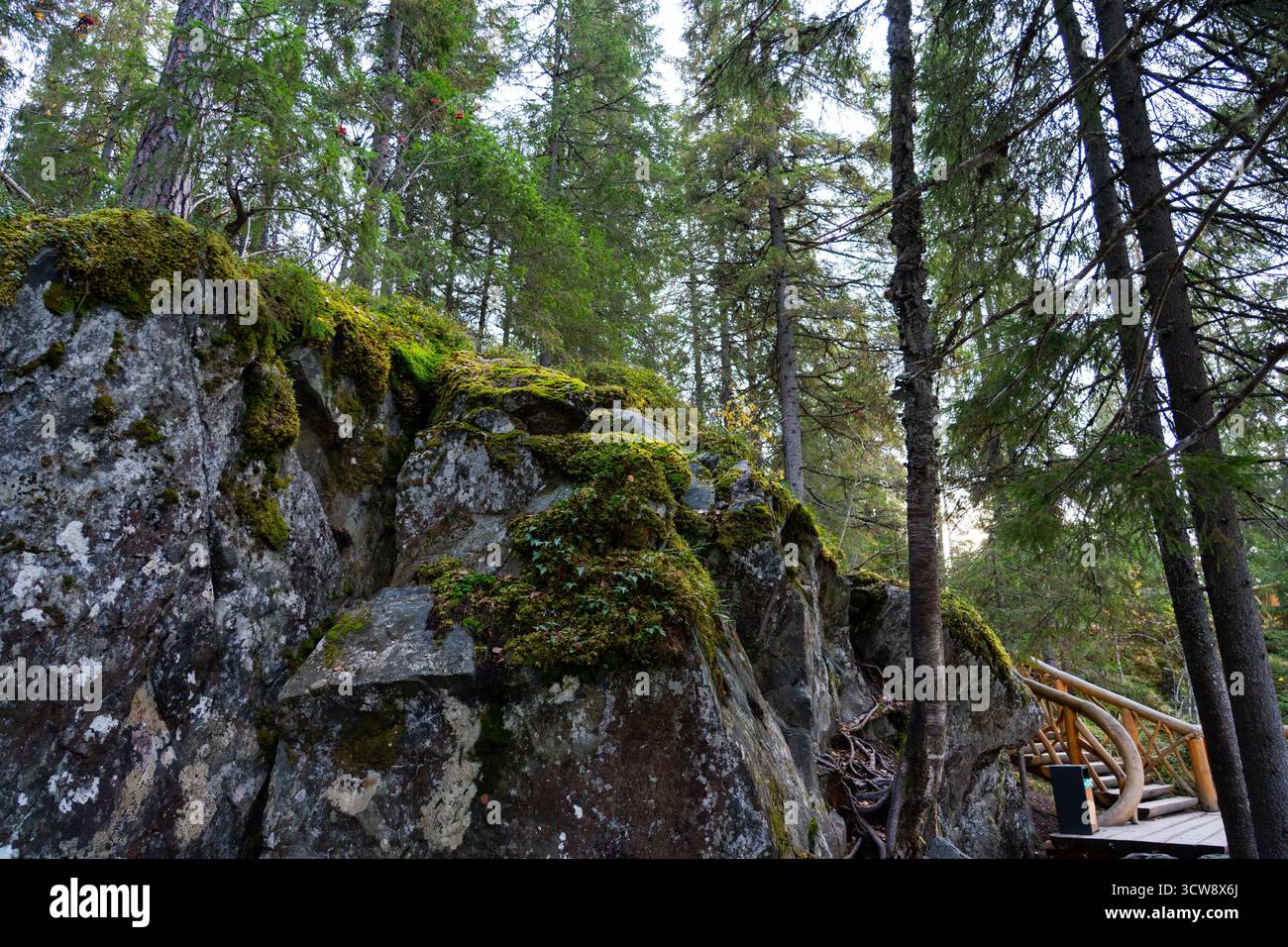 Una vista ad angolo basso di una grande e ripida parete rocciosa coperta da vibrante muschio verde, situata in una fitta pineta con una passerella in legno nelle vicinanze Foto Stock