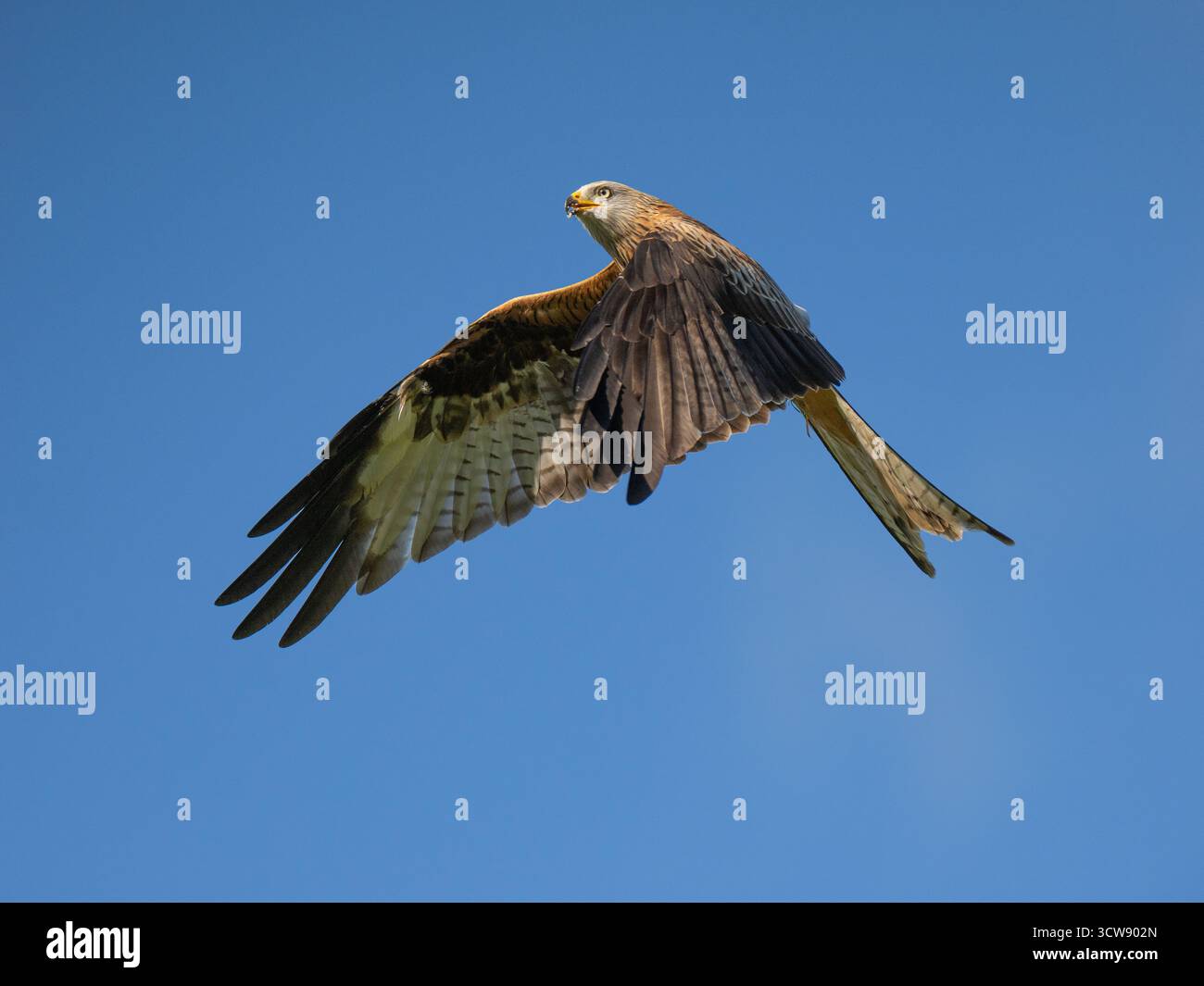 Red Kite [ Milvus Milvus] in volo presso la fattoria Gigrim nel Galles centrale nel Regno Unito Foto Stock