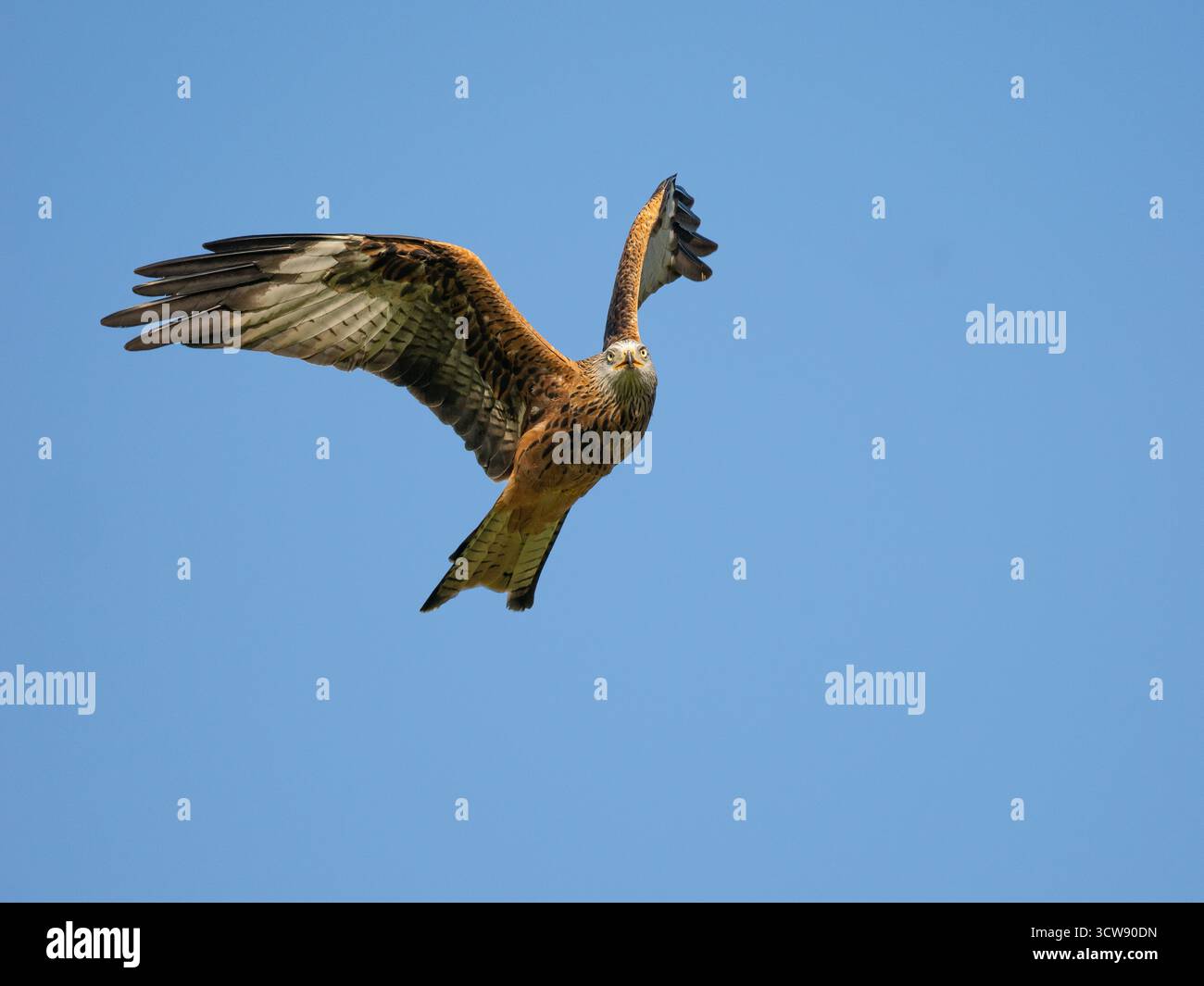 Red Kite [ Milvus Milvus] in volo presso la fattoria Gigrim nel Galles centrale nel Regno Unito Foto Stock