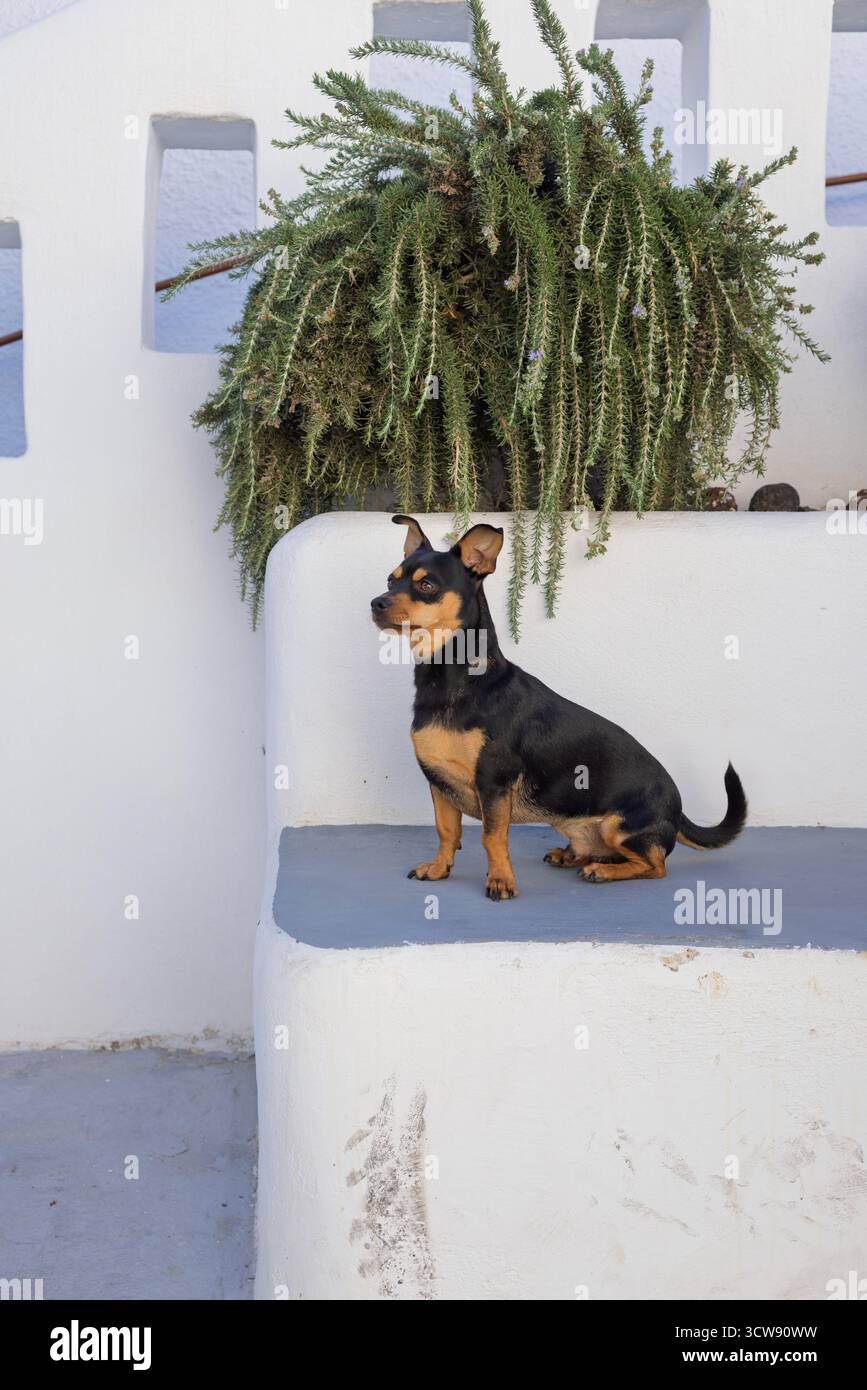Piccolo cane nero e Tan seduto su una parete bianca a Santorini Foto Stock